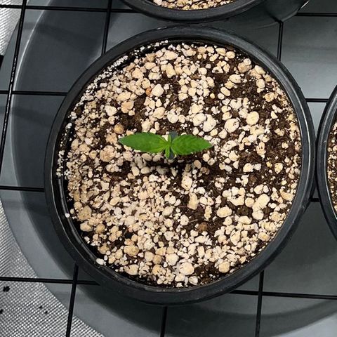 Mimosa Evo growlog timeline photo