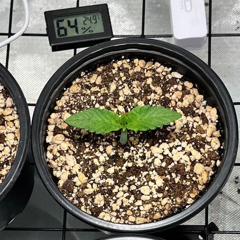 Wonder Pie growlog timeline photo