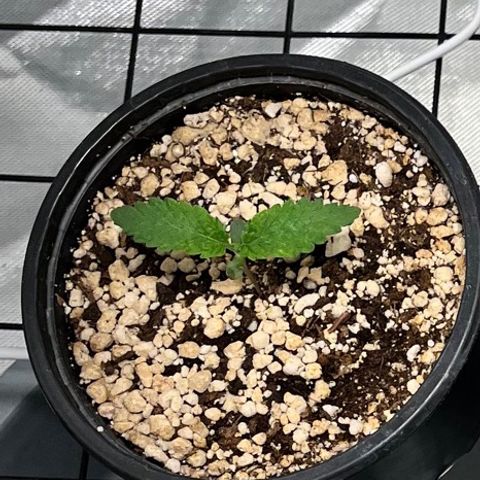 Grape Pie growlog timeline photo