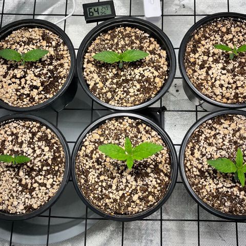Mimosa Evo growlog timeline photo