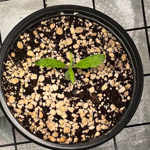 Auto Dentista growlog timeline photo