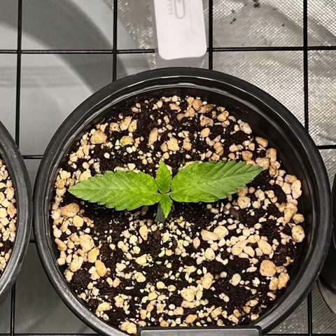 Wonder Pie growlog timeline photo