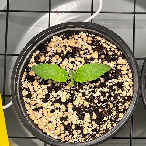 Grape Pie growlog timeline photo