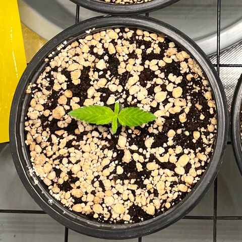 Mimosa Evo growlog timeline photo