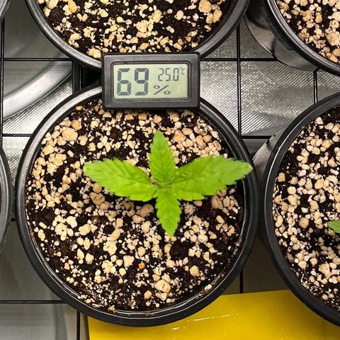 Sherbet growlog timeline photo