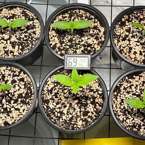Mimosa Evo growlog timeline photo
