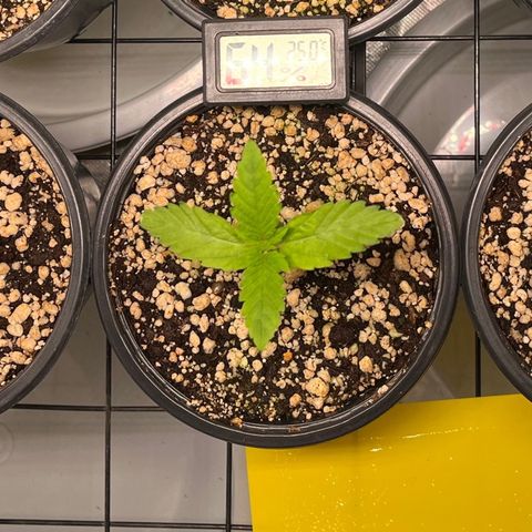 Sherbet growlog timeline photo