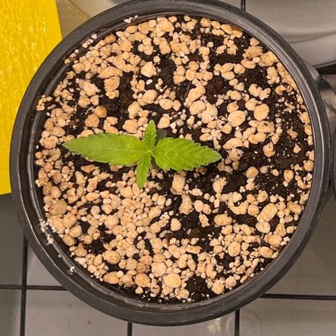 Mimosa Evo growlog timeline photo