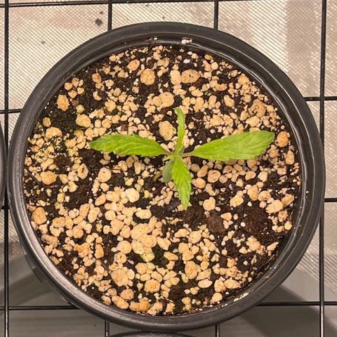 Auto Dentista growlog timeline photo