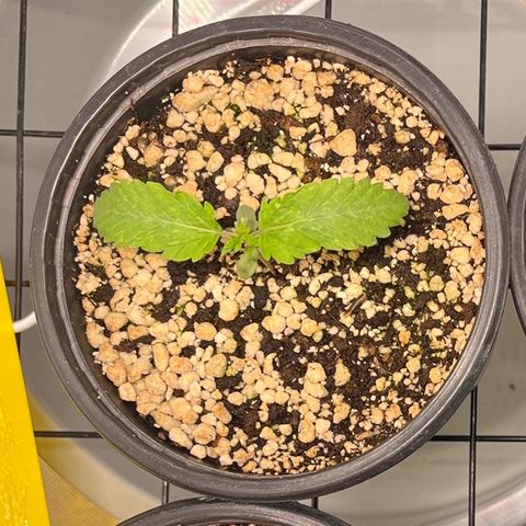 Grape Pie growlog timeline photo