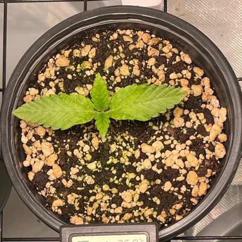 Wonder Pie growlog timeline photo