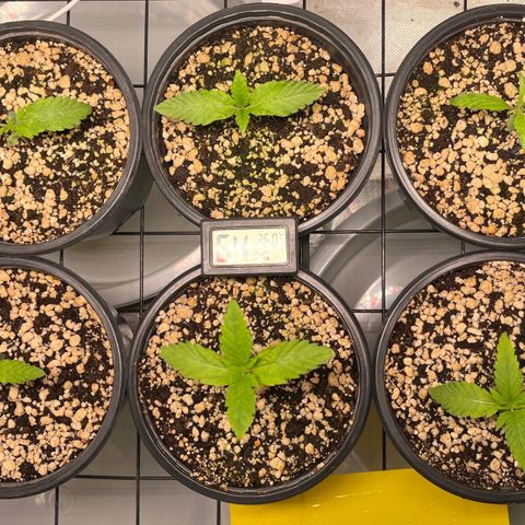 Mimosa Evo growlog timeline photo