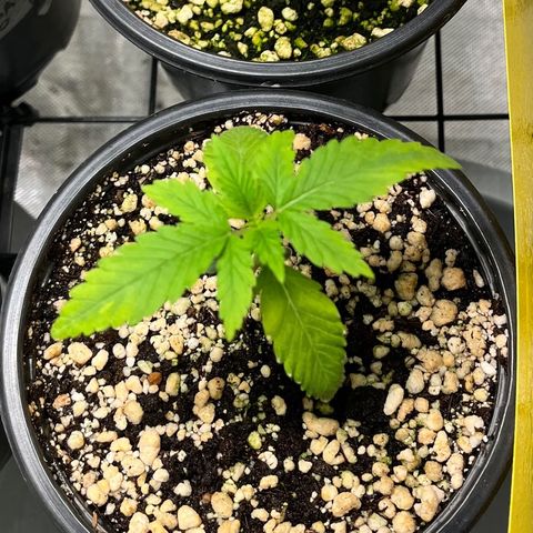 Zombie Bride growlog timeline photo