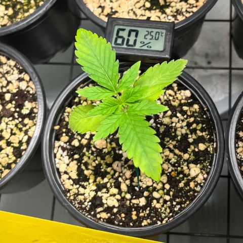 Sherbet growlog timeline photo