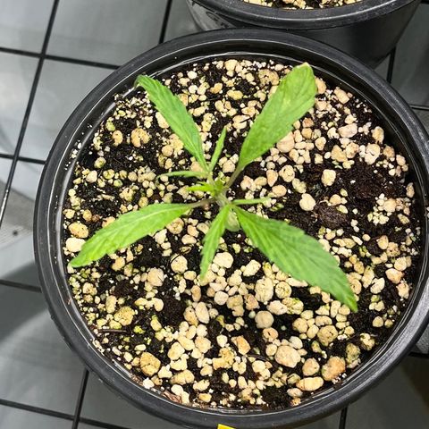 Auto Dentista growlog timeline photo