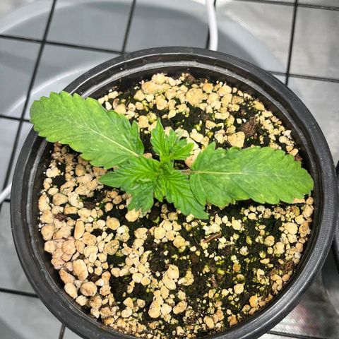Grape Pie growlog timeline photo