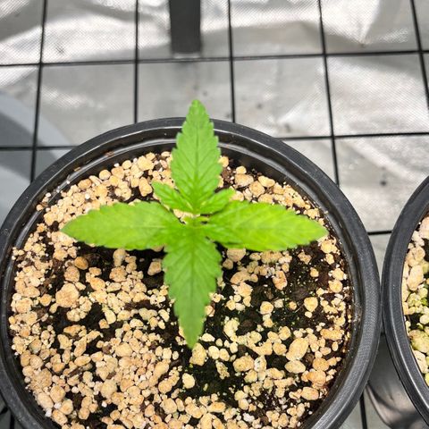 Mimosa Evo growlog timeline photo