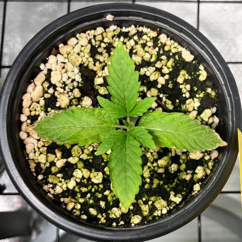 Wonder Pie growlog timeline photo