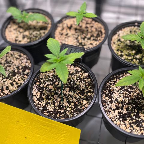 Mimosa Evo growlog timeline photo