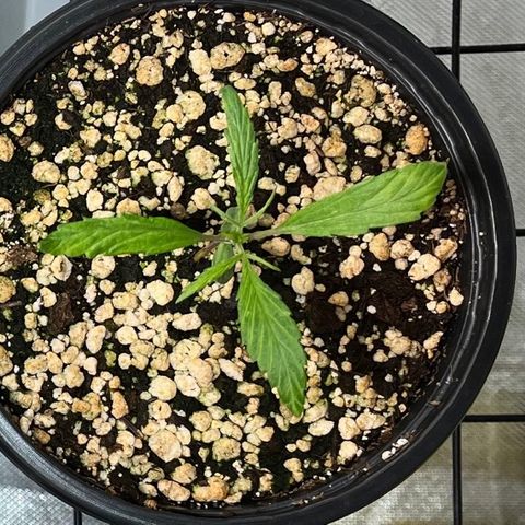 Auto Dentista growlog timeline photo
