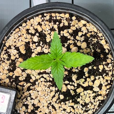 Mimosa Evo growlog timeline photo