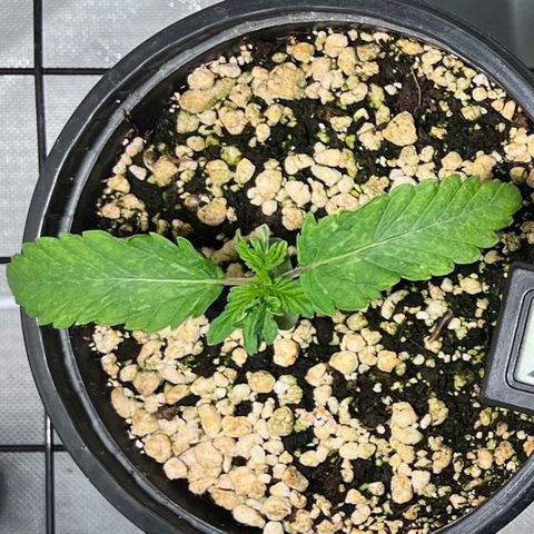 Grape Pie growlog timeline photo