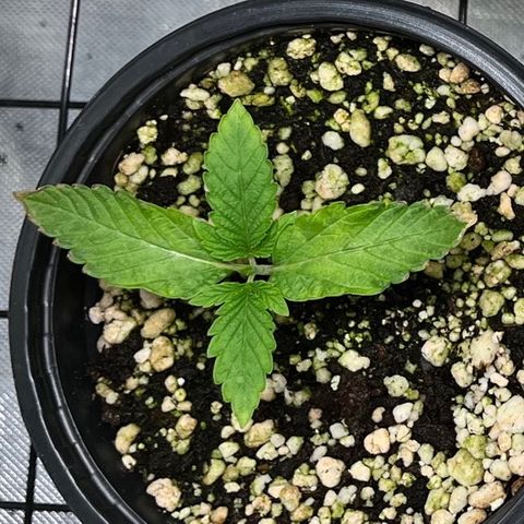 Wonder Pie growlog timeline photo