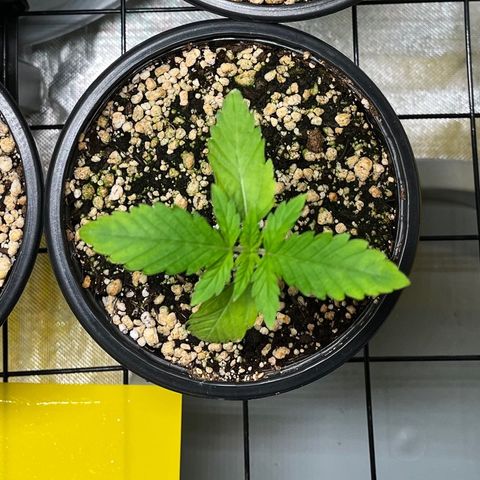 Sherbet growlog timeline photo