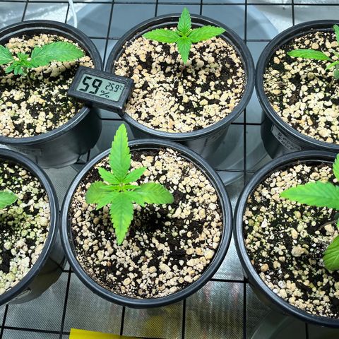Mimosa Evo growlog timeline photo