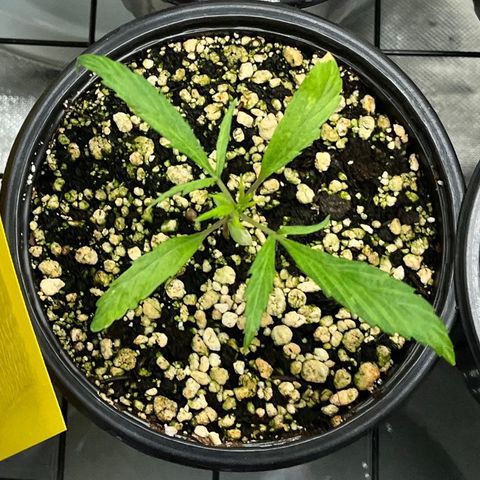 Auto Dentista growlog timeline photo