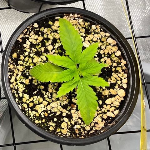 Zombie Bride growlog timeline photo