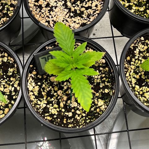 Sherbet growlog timeline photo