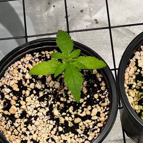 Mimosa Evo growlog timeline photo