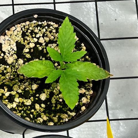 Wonder Pie growlog timeline photo