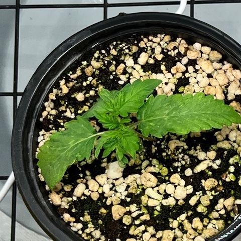 Grape Pie growlog timeline photo