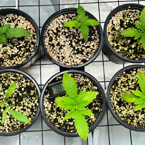 Mimosa Evo growlog timeline photo