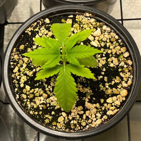 Zombie Bride growlog timeline photo