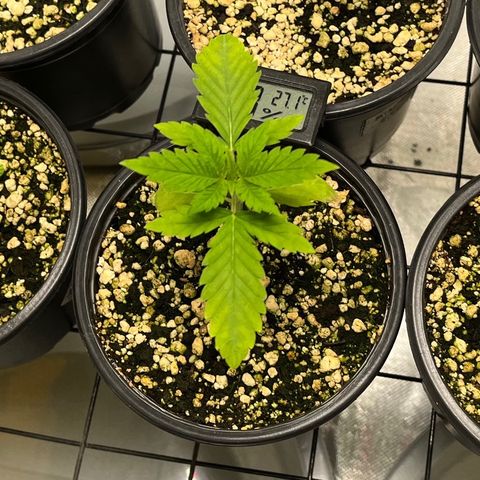 Sherbet growlog timeline photo