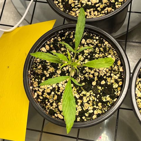 Auto Dentista growlog timeline photo