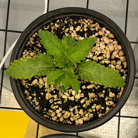 Grape Pie growlog timeline photo