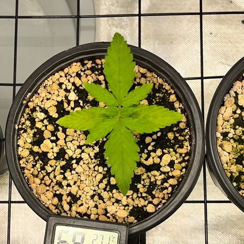 Mimosa Evo growlog timeline photo