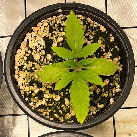 Wonder Pie growlog timeline photo