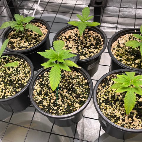 Mimosa Evo growlog timeline photo