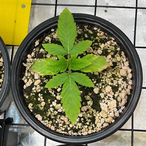 Wonder Pie growlog timeline photo
