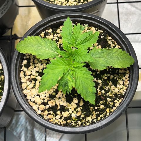 Grape Pie growlog timeline photo
