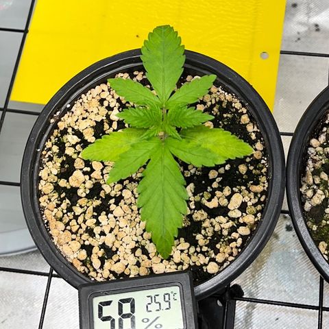 Mimosa Evo growlog timeline photo