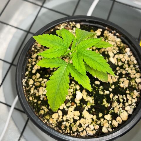Zombie Bride growlog timeline photo