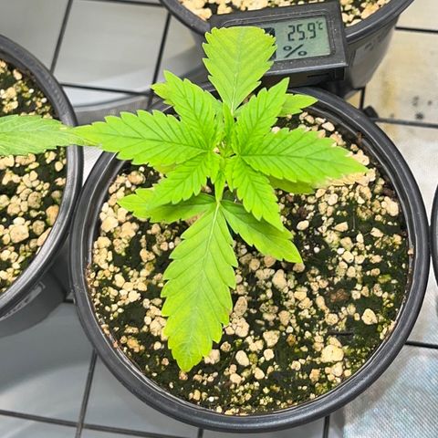 Sherbet growlog timeline photo