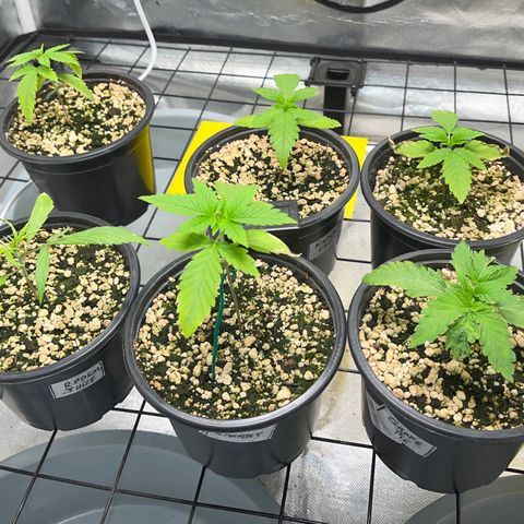 Mimosa Evo growlog timeline photo