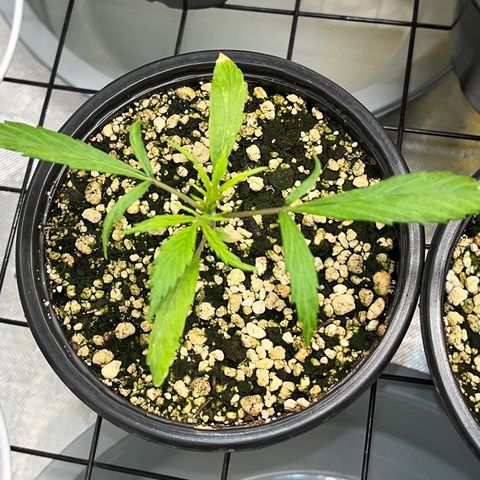 Auto Dentista growlog timeline photo